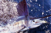 Mazatlan Saifish caught with a Blue Water "Flys"